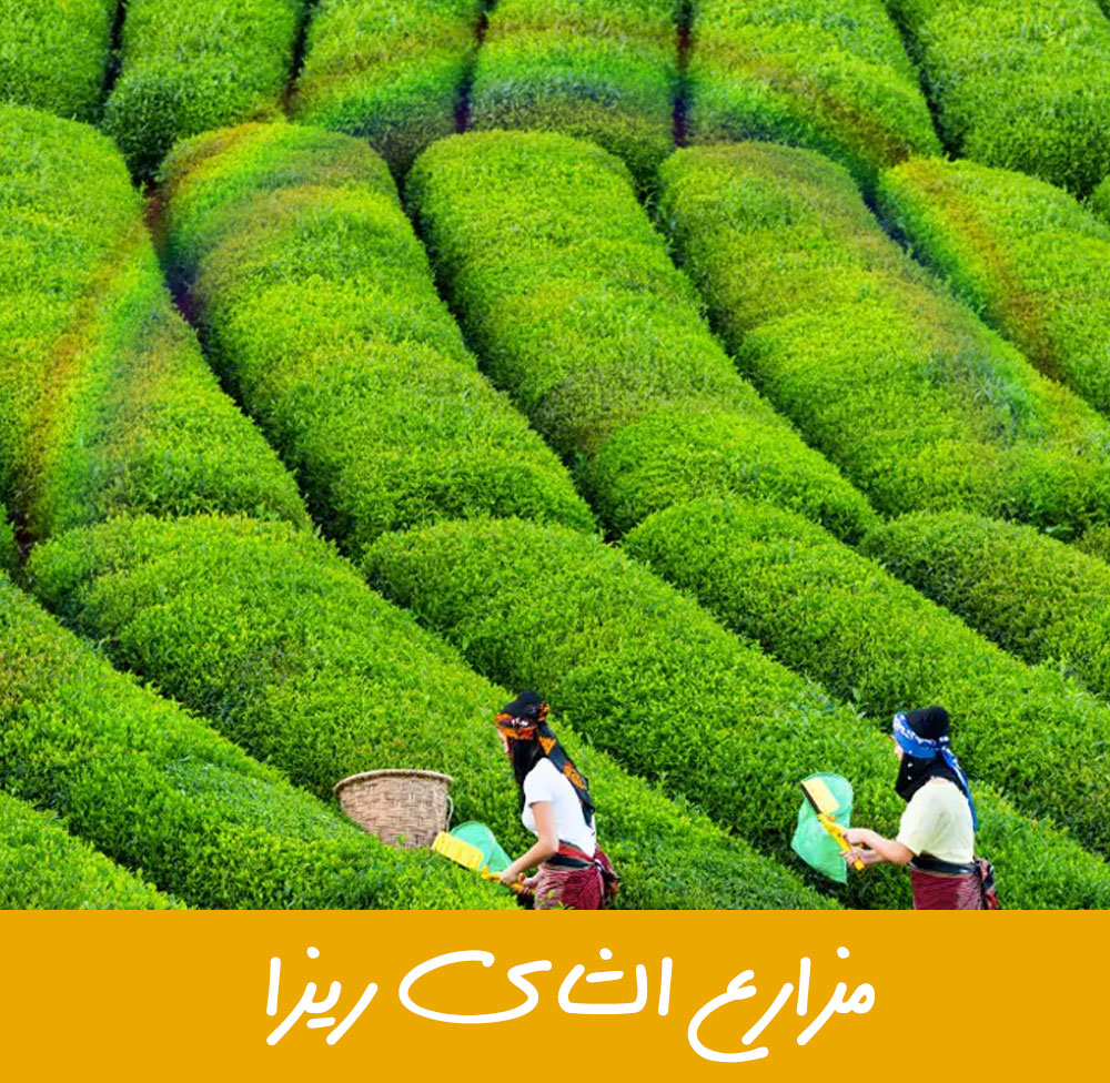 مزراع الشاهي ريزا